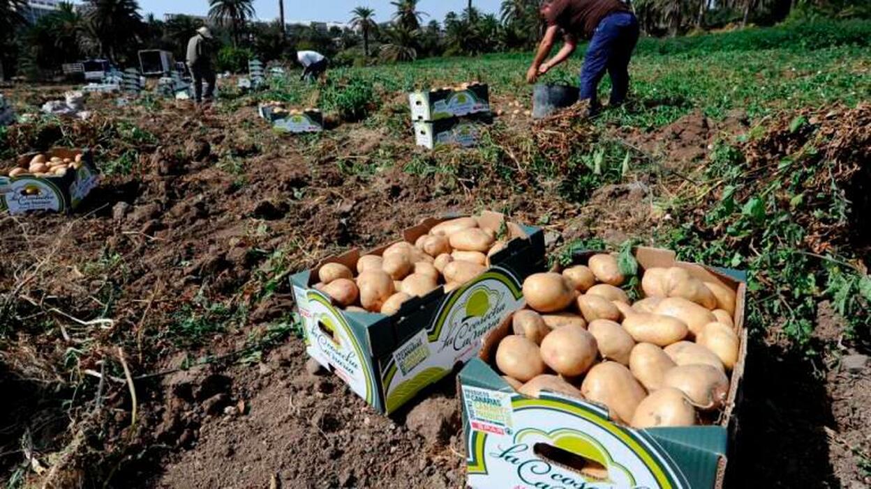 Canarias camina hacia un plan de soberanía alimentaria