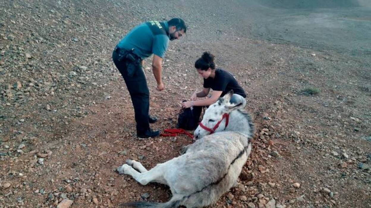 La Guardia Civil auxilia a un burro majorero abandonado que fue encontrado en muy mal estado
