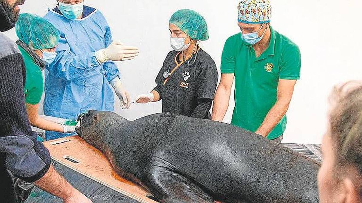 Oasis WildLife opera de cataratas a ‘Liza’, una de los leones marinos