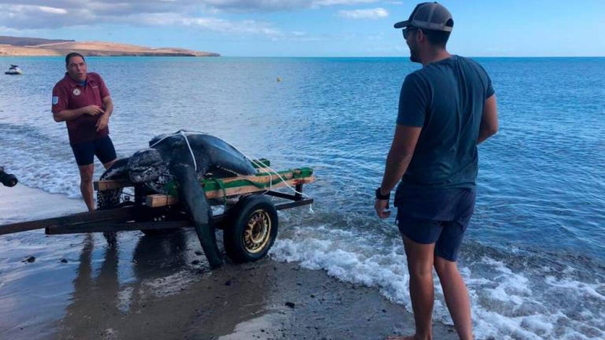 Medio Ambiente traslada una tortuga  laúd de 300 kilos y dos metros de largo