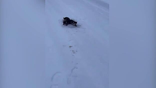 Particular rescate de tres gatos atrapados en la nieve