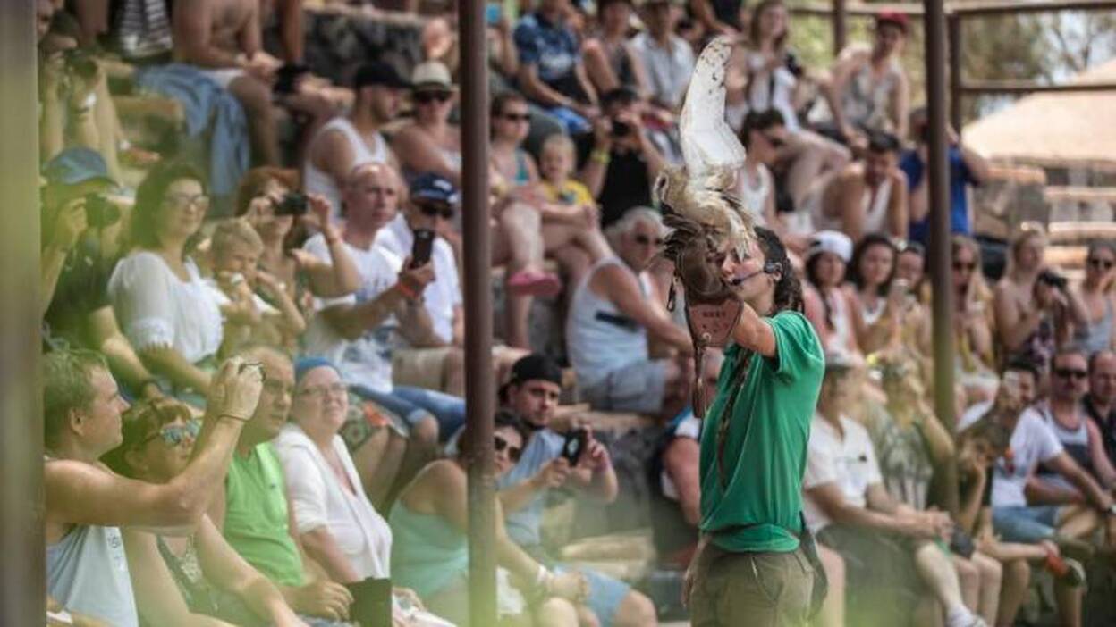 Una exhibición educativa sobre rapaces