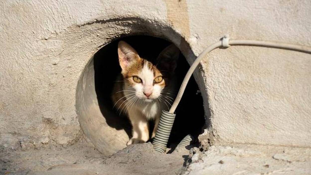 La Oliva inicia el control de los gatos callejeros