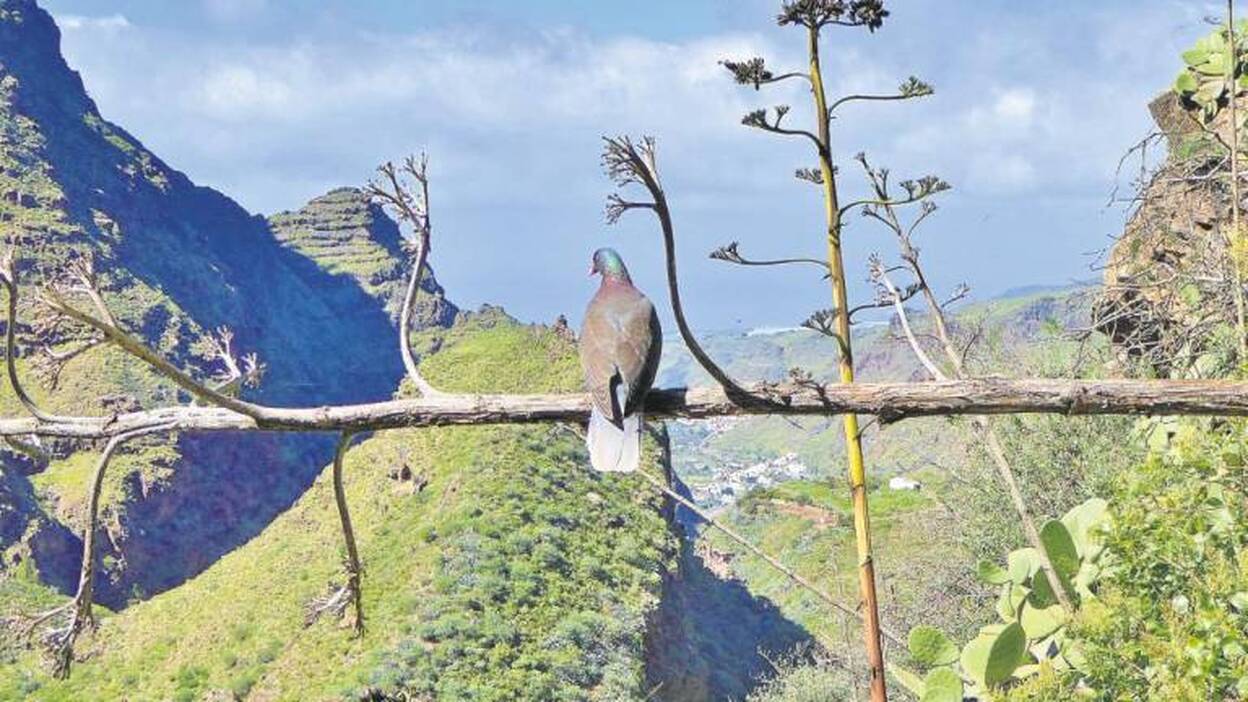 Dos ZEPA para rabiche y pinzón azul