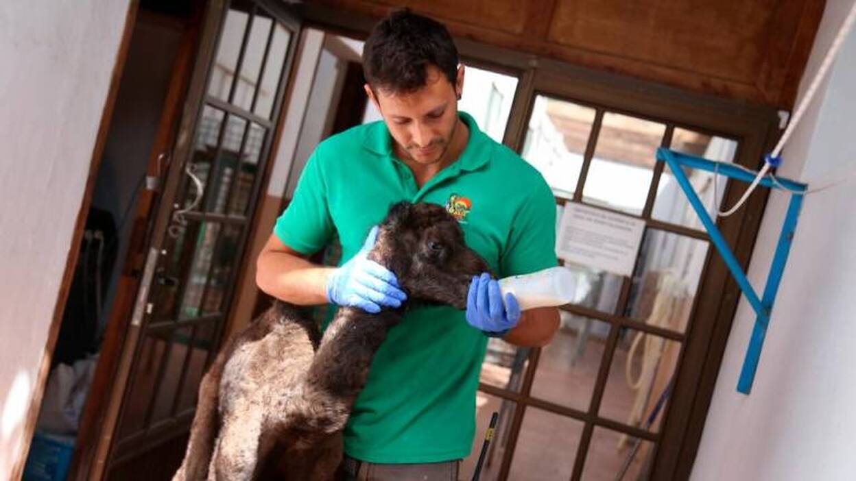 La vida animal sigue sin espectadores