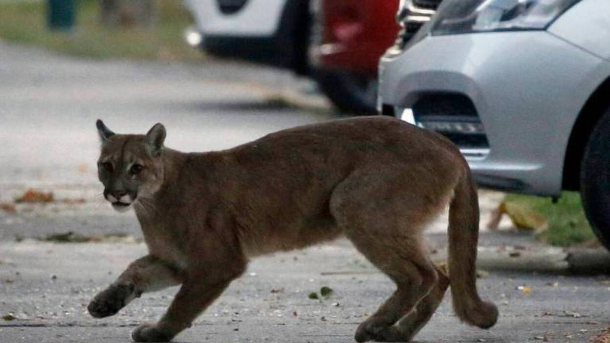 La fauna recoloniza la ciudad