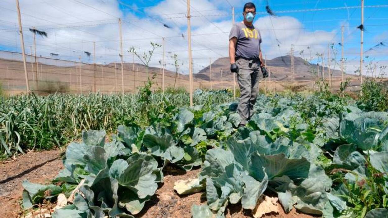 Las coliflores y las fresas se quedan sin mercados agrícolas