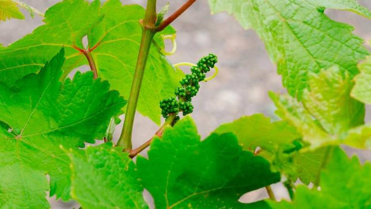 El sector del vino podrá acogerse a una serie de medidas de apoyo para amortiguar las pérdidas