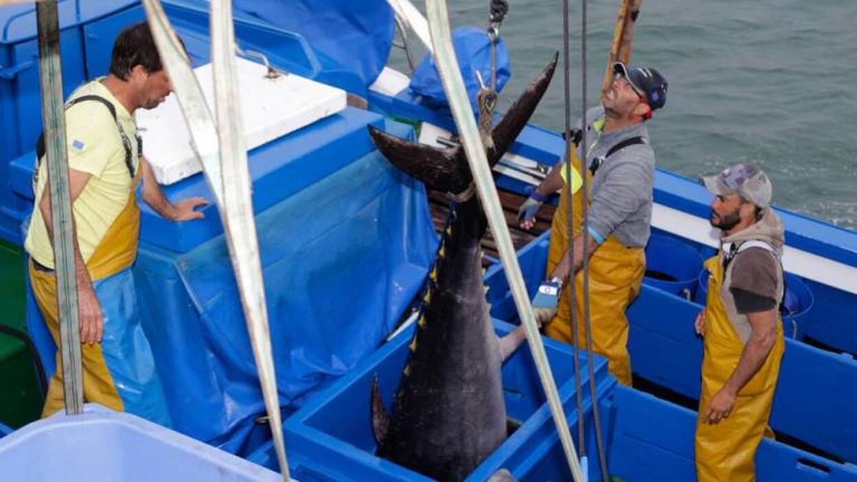 El precio del atún rojo se desploma