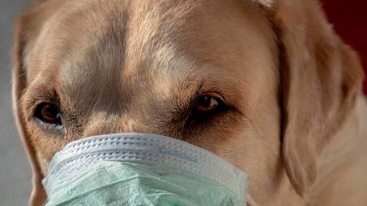 Las mascotas son víctimas del coronavirus, pero no lo contagian