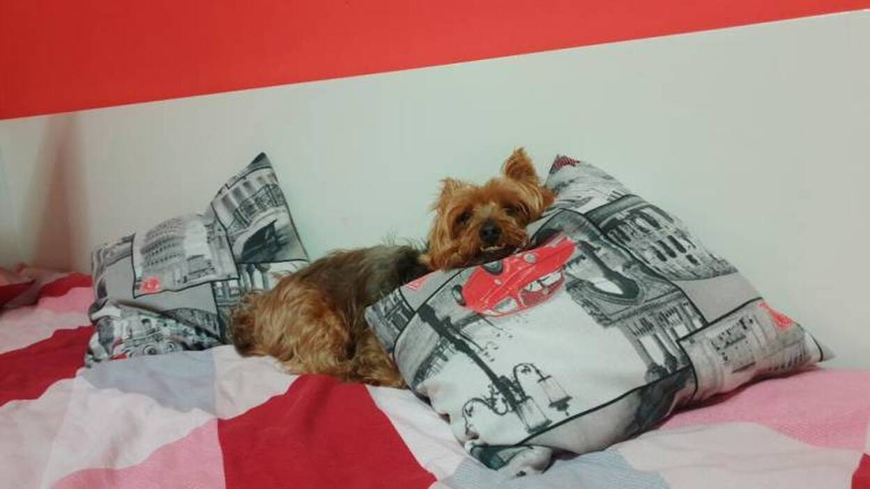 La monotonía ya le ha ganado el pulso a la novedad