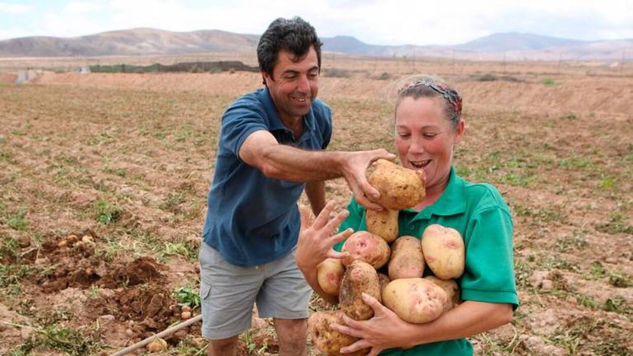 Papas, a un euro el kilo; tomates ensalada, a 0.80: el Cabildo compra productos a los agricultores
