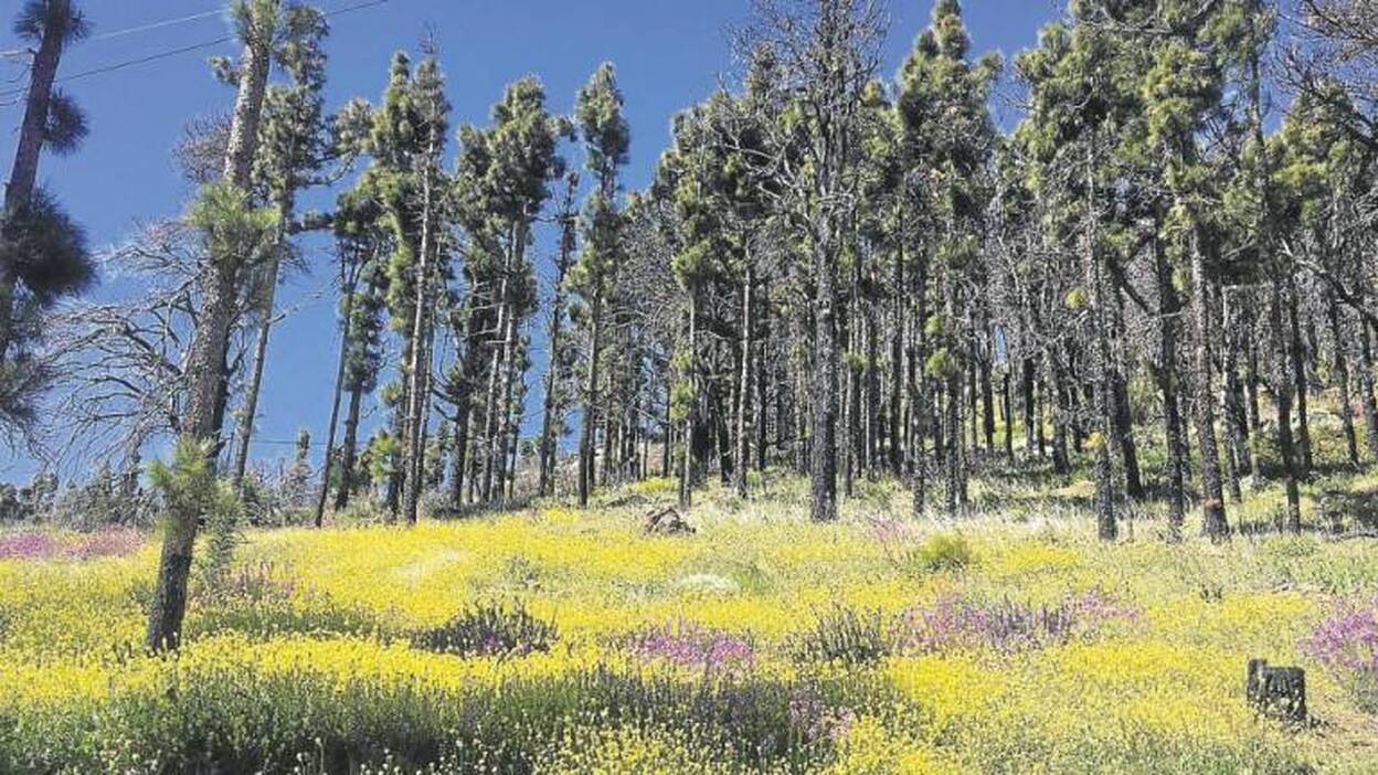 La primavera no se confina, estalla