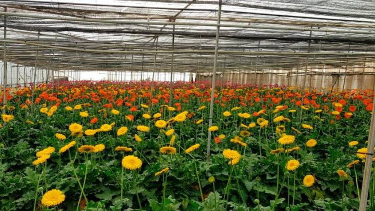 El Cabildo anima a comprar flores en el Mercado Digital para el Día de las Madres