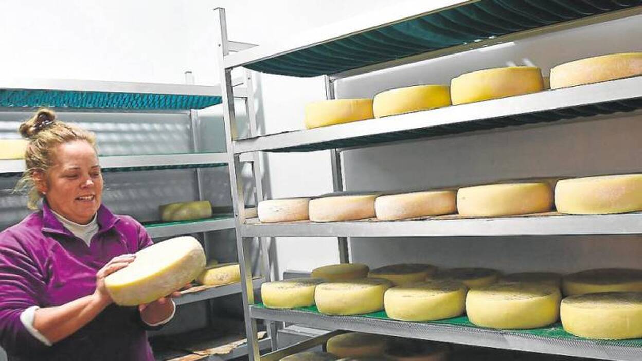 Guía acude al auxilio de los maestros queseros