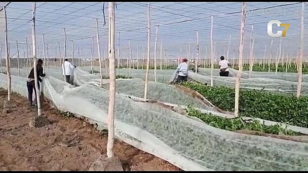 El sector primario mantiene el pulso en Canarias