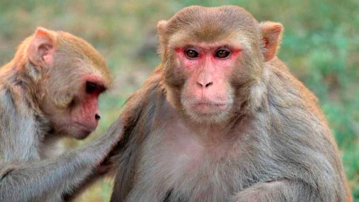 Macacos muestran inmunidad contra el coronavirus tras infección