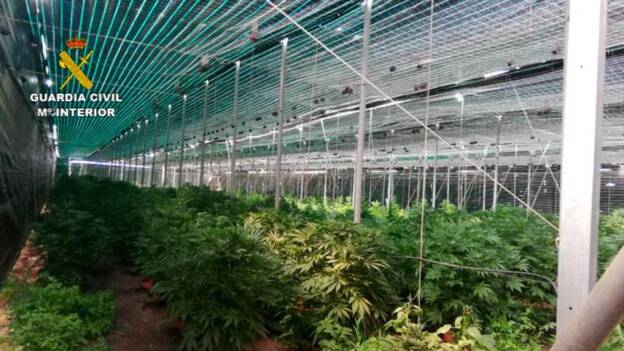 Desmantelado un invernadero con 1.140 plantas de marihuana en Tenerife