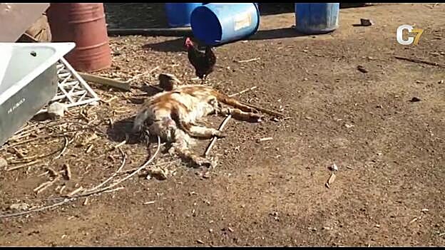 «Más que una finca, aquello es una carnicería»