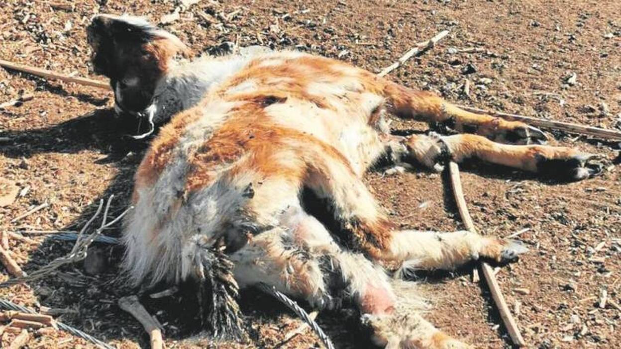 Ingenio destapa una finca de los horrores