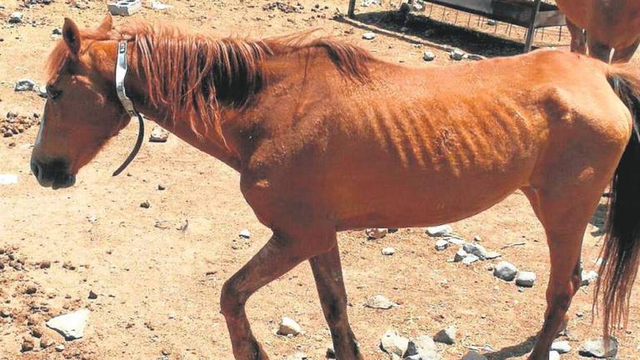 Investigan si la finca de Ingenio se usaba como matadero ilegal