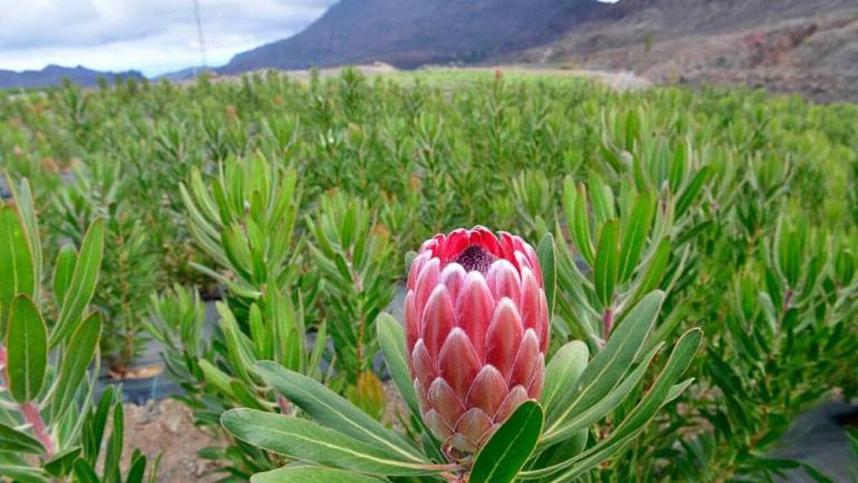 Las proteas pierden su jardín holandés