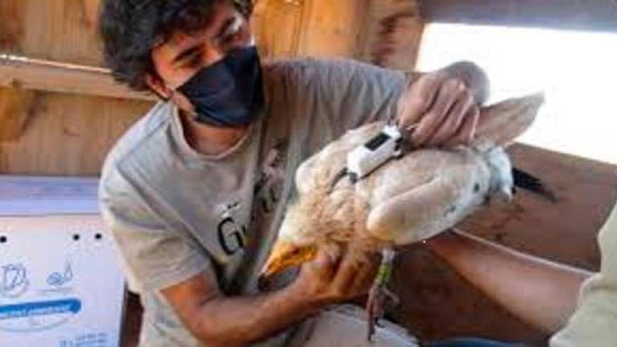 La mortandad de guirres en Cofete fue «un incidente aislado»