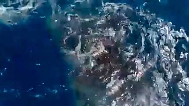 Localizan un tiburón ballena en La Gomera