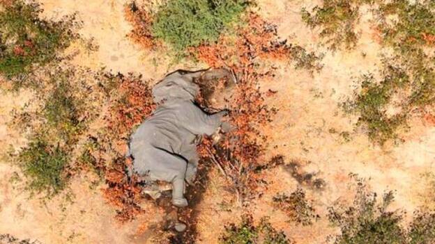 La muerte de elefantes, por una neurotoxina