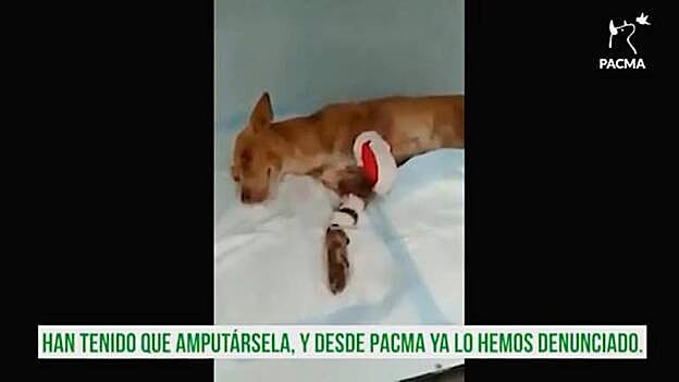 Le destrozan a tiros una pata a una perra