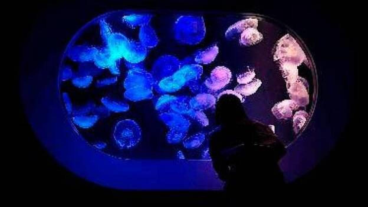 Huawei P40 Pro: ahora sí que sí, el smartphone que lleva la fotografía a otro nivel