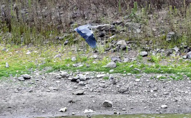 Una garza vuela cerca de la orilla.