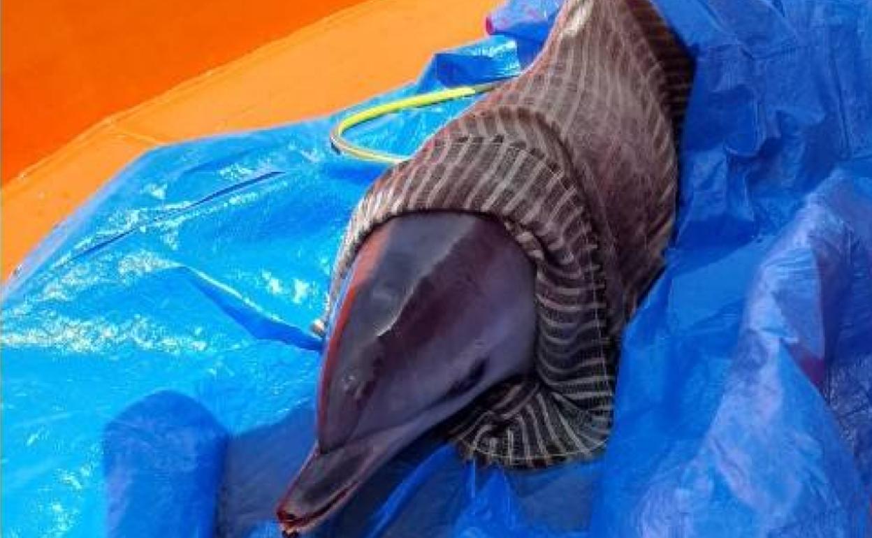 Liberan a un delfín moteado varado en la costa de Breña Alta