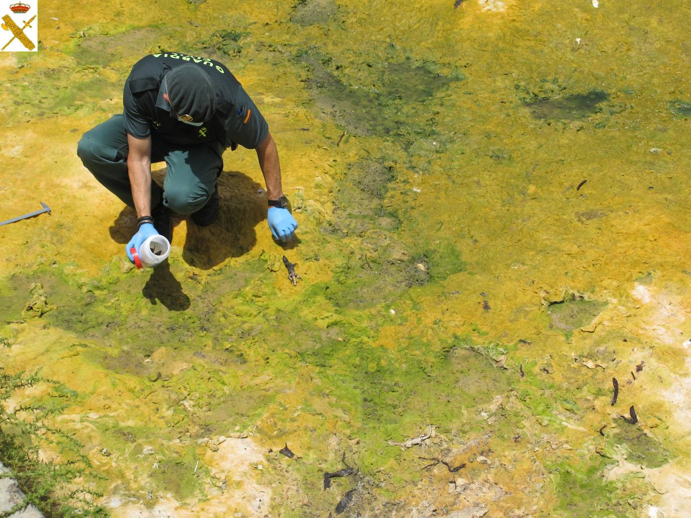 Uno de los ejemplares de lagarto. 