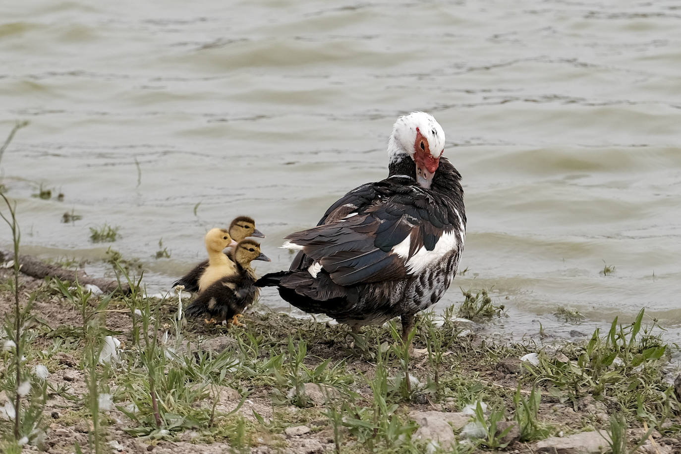 Los patos han vuelto a la charca tras los últimos aportes de agua. 