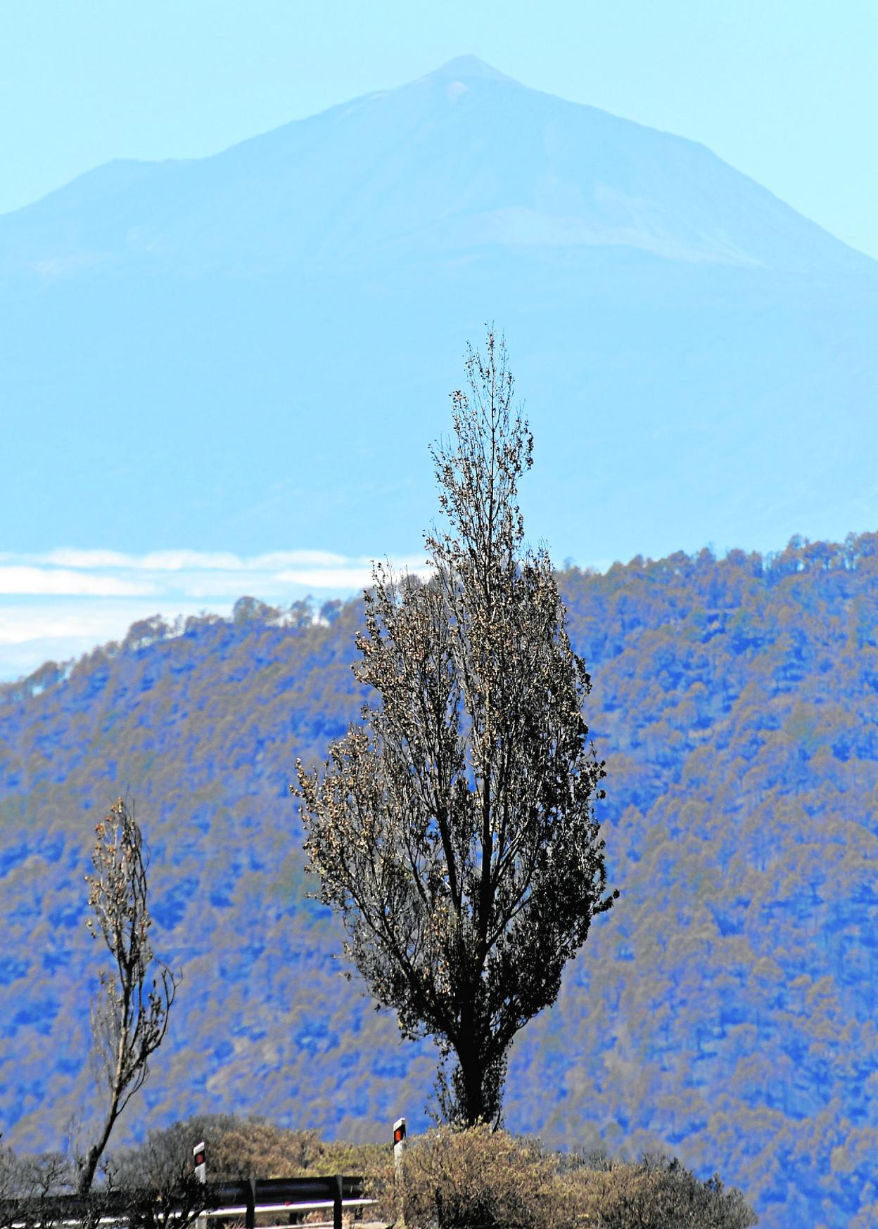 Imagen de un pino calcinado en Tamadaba con el Teide de fondo. 