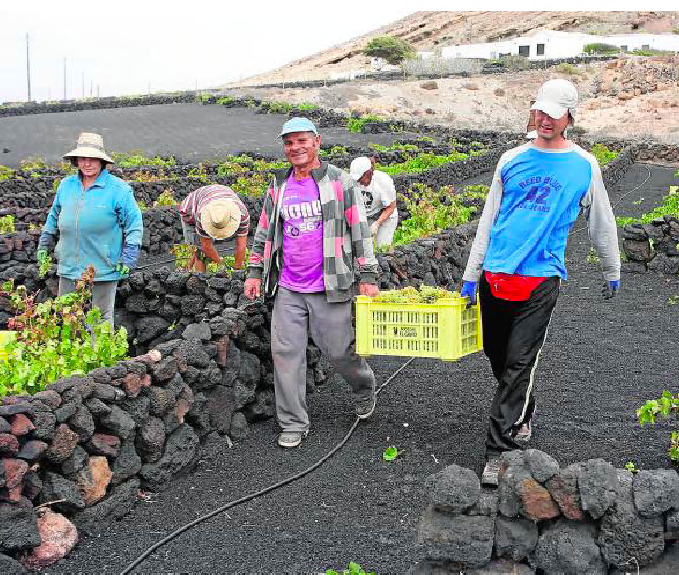 El próximo fin de semana se entragarán los últimos racimos de uva de la temporada de vendimia. 