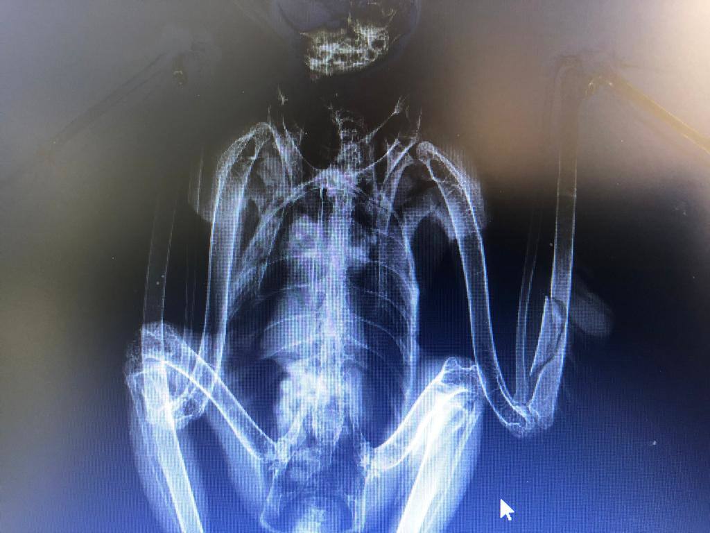 Radiografía realizada a una de las aves rescatadas