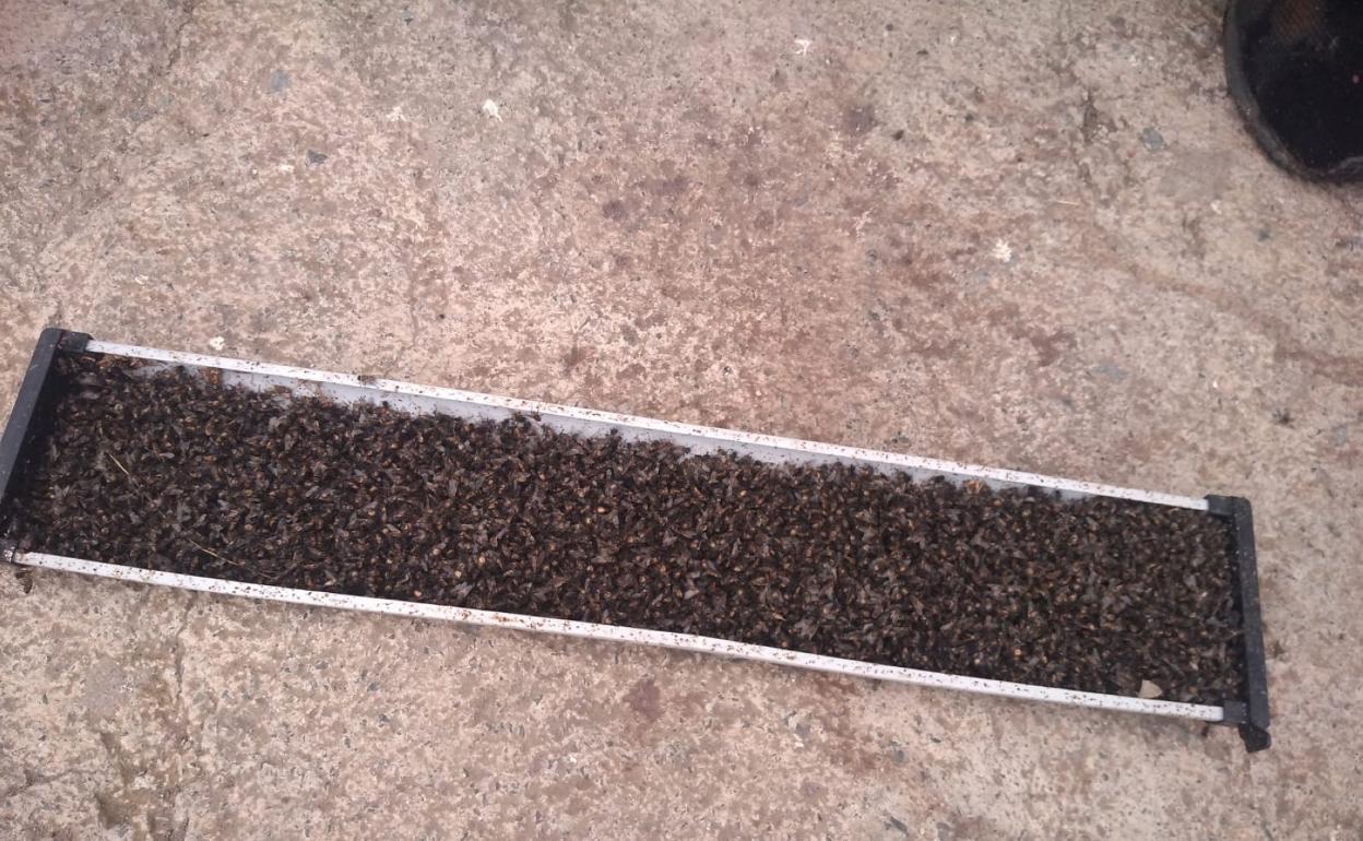 Moscas recogidas en casa de un vecino de Cuevas Blancas. 