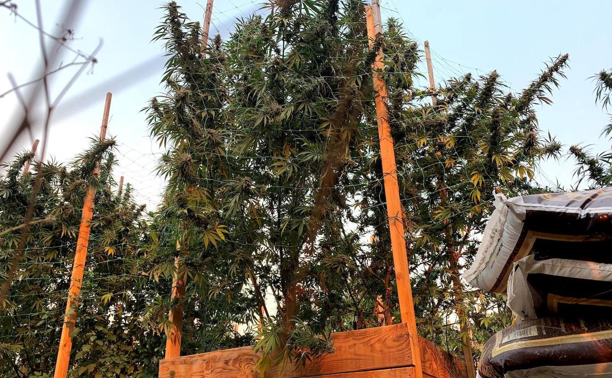 Imagen de archivo de una plantación de marihuana. 