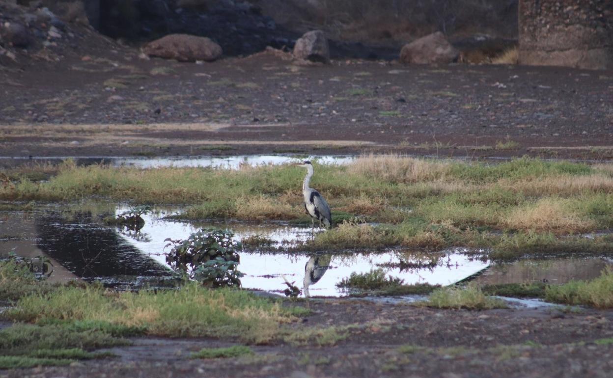 Una garza real en un charco contaminado del humedal de La Marciega. 