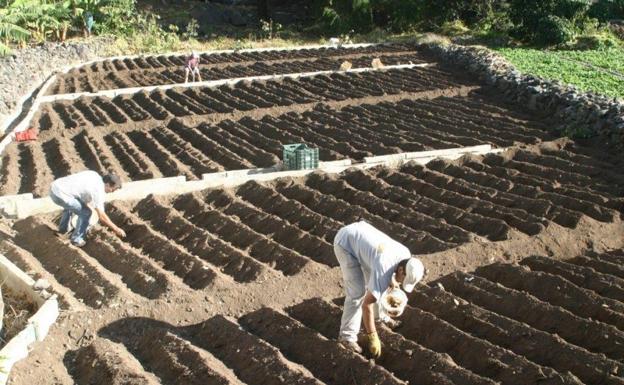 470.000 euros para incentivar el sector primario gomero