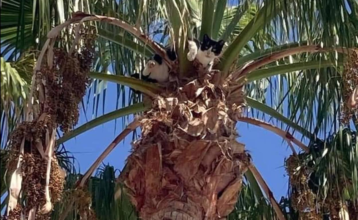 Imagen del gato atrapado en la palmera en San Agustín. 