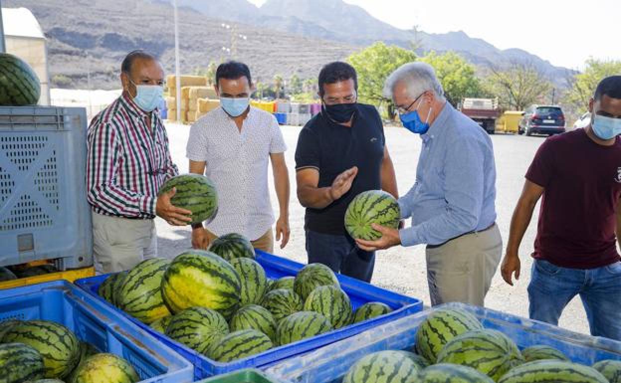 Presidente (con la camisa azul) y vicepresidente de Spar aprecian el calibre de las sandías de Coparlita en presencia de los directivos de la cooperativa. 