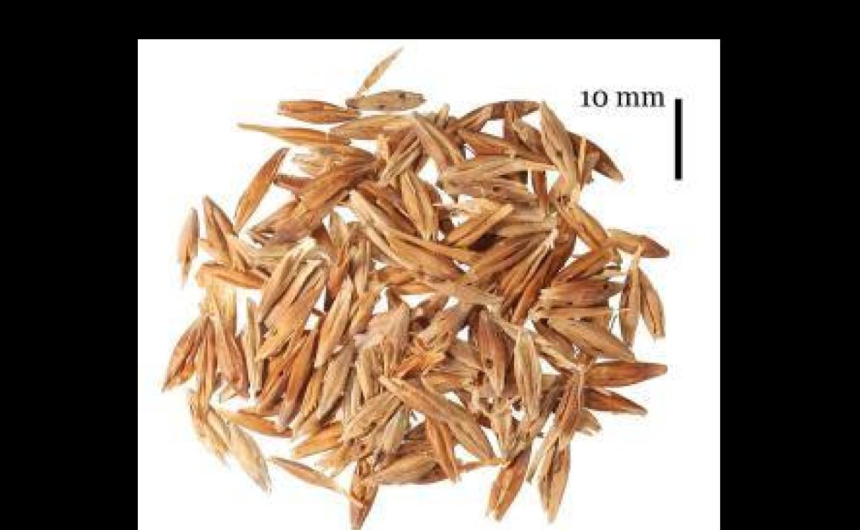 Imagen cedida por el arqueólogo Jacob Morales de semillas de cebada de 1.000 años de antigüedad recuperadas del granero prehispánico de El Álamo. 