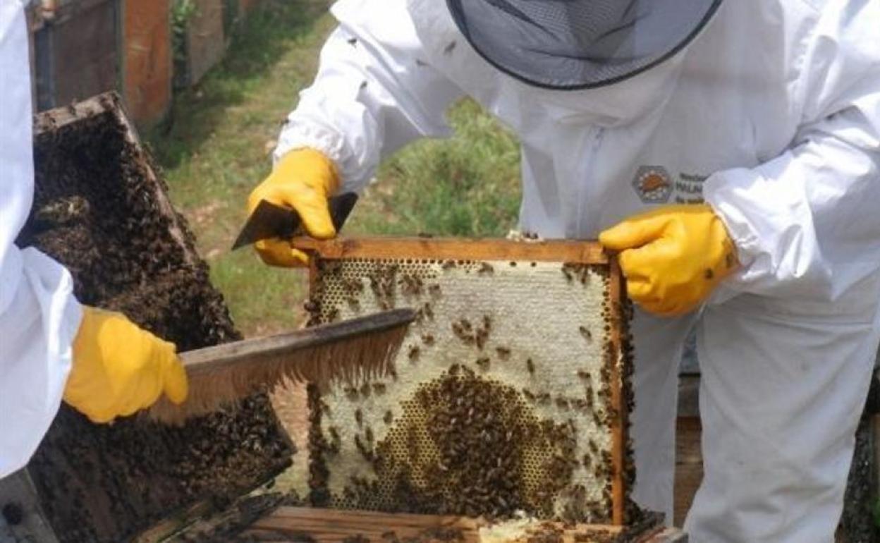 El Cabildo de Gran Canaria destina 38.000 euros a impulsar el sector apícola