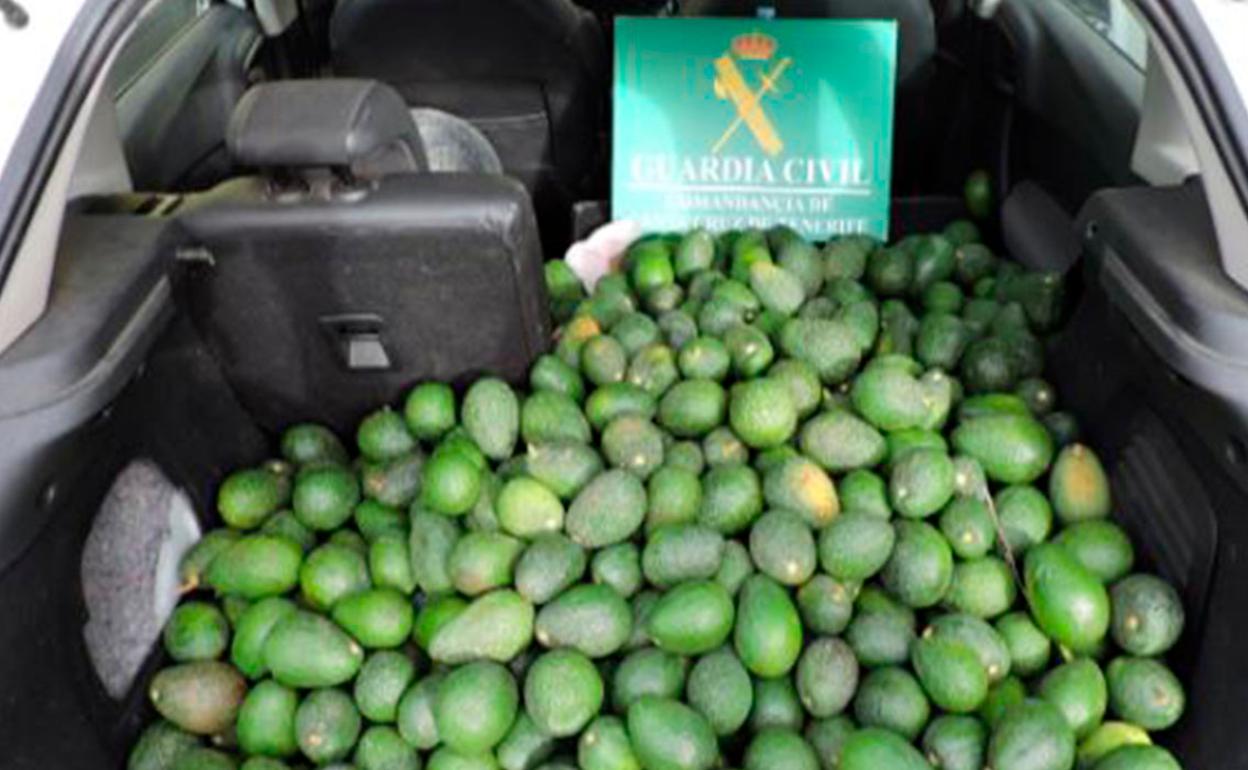 Dos detenidos por robar 171 kilos de aguacates en una finca de La Orotava