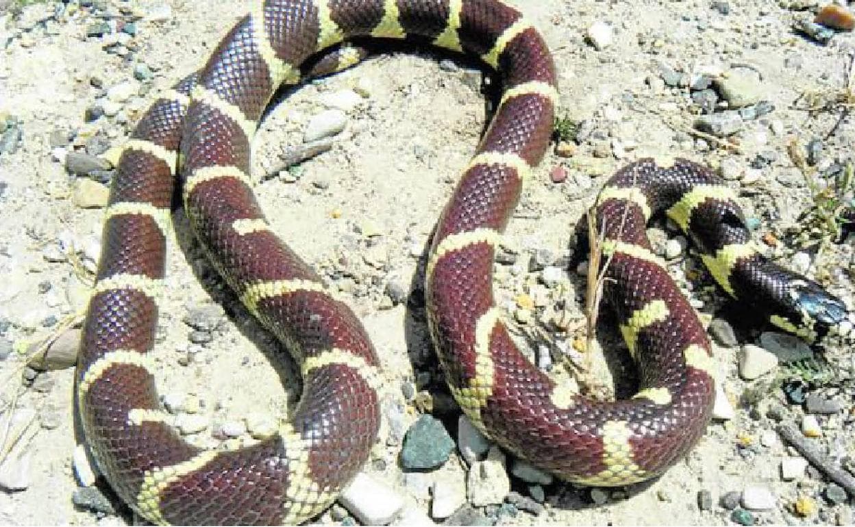Récord de captura de serpientes este año, con casi 2.000 ejemplares