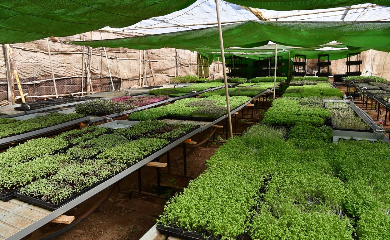 Como un jardín. Dos imágenes de este tipo de cultivos. Son plantaciones delicadas que requieren gran cuidado. 