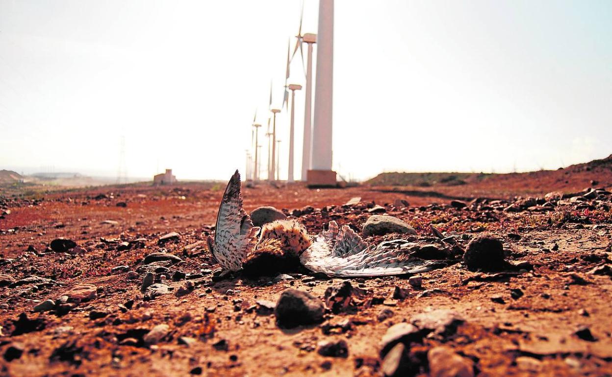 Al menos 80 aves han fallecido en la isla en 2 años al chocar con aerogeneradores